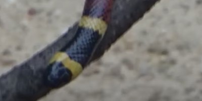Waco snake